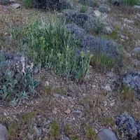 بذر یونجه رنجر آمریکایی