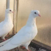 کبوتر جوجه سفید مفلق