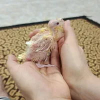 عروس هلندی گمشده|حیوانات|اندیشه, شهرک مریم|دیوار