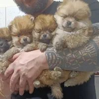 توله پامرانین خرسی عروسکی