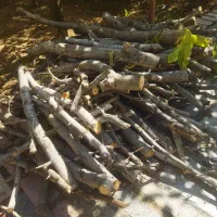 برش و هرس درخت و حمل شاخ برگ