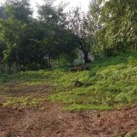 زمین-مسکونی-650متری
