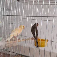 فروش قناری در اردکان|پرنده|یزد, |دیوار