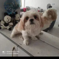 سگ شیتزو فلت اصیل|سگ|مشهد, نوده|دیوار