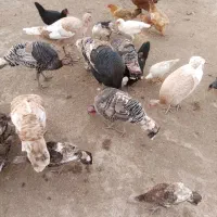 بوقلمون|حیوانات مزرعه|گنبد کاووس, |دیوار