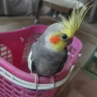 عروس هلندی