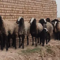 15 راس میش جوان همگی بره دار گوسفند عشقبازی