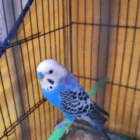 یک جفت مرغ عشق