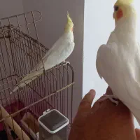 انگشتر نقره|بدلیجات|صفادشت, |دیوار