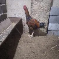 خروس لاری|حیوانات مزرعه|شیروان (خراسان), |دیوار