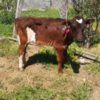 گوساله جرسی ماده از گاو تلیسه