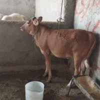 گاو با گوساله  پروار