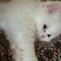 گربه سفید پرشین