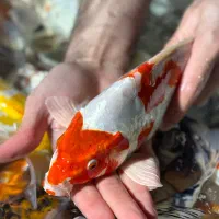 ماهی کوی نژاد