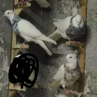 تعدادی طوقی الماسی جوان عطیقه ارزش بالا