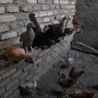 مرغو خروس