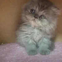 بریتیش بلو کیفیت بالا