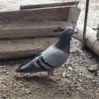 پلاکی مسافتی