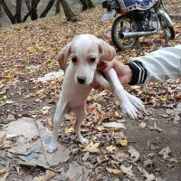 واگذاری توله سگ اصل انگلیس 3 ماهه ماده