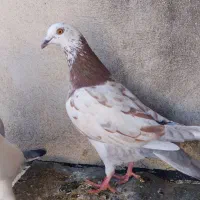 کبوتر آس|پرنده|علی‌آباد کتول, |دیوار