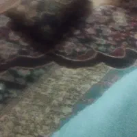 نظاقت انجام میدم