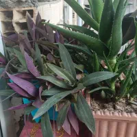 گلهای خانگی طبیعی|گل و گیاه طبیعی|پارسآباد, |دیوار