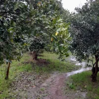 فروش پرتقال خونی وتامسون|عمده‌فروشی|خرم‌آباد (تنکابن), |دیوار