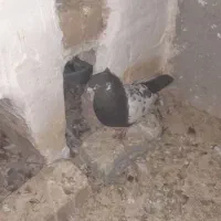 جفتی سرته درشت لون دار پرشتی|پرنده|سیلاخور, |دیوار