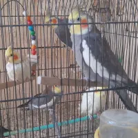 تعداد ۷ عروس هلندی چند کلمه حرف میزنن نر و ماده