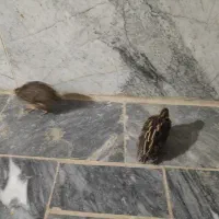 بلدرچین ماده