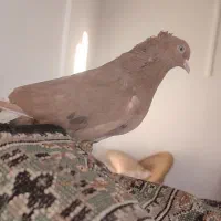 دم سفید|پرنده|اسفراین, |دیوار