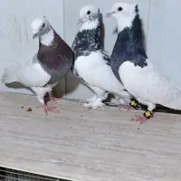 سه عدد طوقی نر