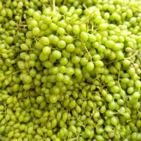 قوره انگور غوره زرند