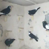 تعدادی پرنده