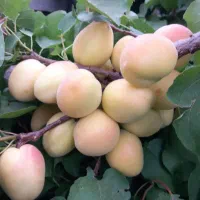 باغ-دنج