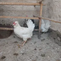 دوتا مرغ گلین سفید