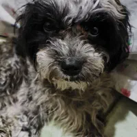 واگذاری سگ شیتزوترییر|سگ|شیراز, دارالرحمه|دیوار