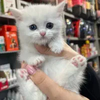 گربه