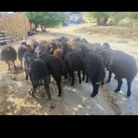 گوسفند زنده فروشی درتهران .ارسال به تمام تهران