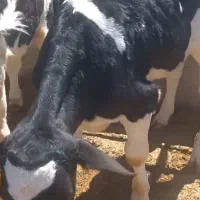 گوساله شیری