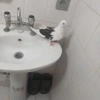 کفتر
