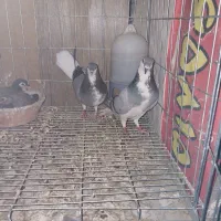 کبوتر دم سفید دمگیر با جوجه