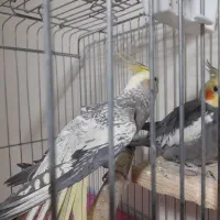 عروس هلندی نروماده|پرنده|مشکین‌دشت, |دیوار