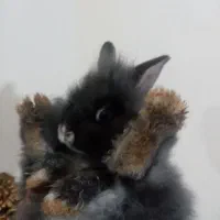 بچه خرگوش لوپ بلو|موش و خرگوش|قزوین, |دیوار