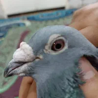 سوسنگرد|پرنده|سوسنگرد, |دیوار