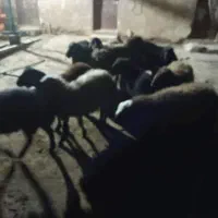 ۱۴ عدد بره نر و ماده