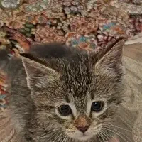 بچه گربه