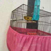 سهره قناری، سهره نر|پرنده|شهریار, شهریار|دیوار