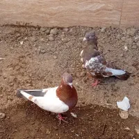 کبوتر چپ افشون وسینه سرخ جفتگاه|پرنده|مشهد, امیرآباد|دیوار