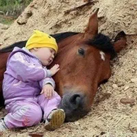 مجموعه پرورش اسب